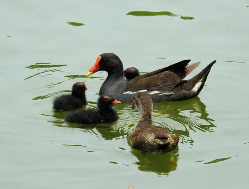 fotografía Fototelescopio Levenhuk Kelvin MAK80 AZ,  17