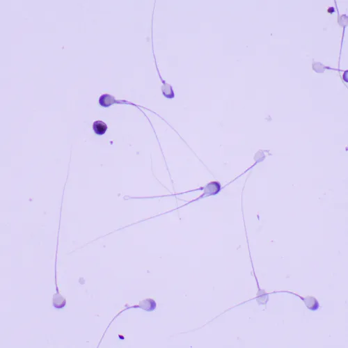 fotografía Microscopio biológico MAGUS Bio 260T,  23