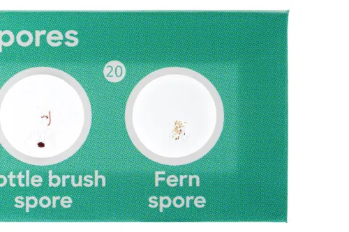 foto Set de 12 preparaciones Levenhuk Discovery Flora,  4