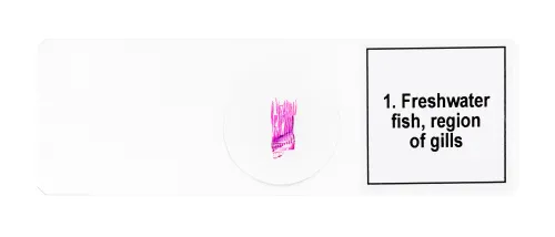 imagen Set de preparaciones para microscopio Levenhuk Discovery Prof DPS 5. «Anfibios»,  7