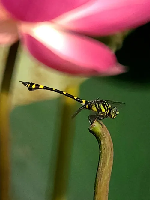 fotografía Fototelescopio Levenhuk Kelvin MAK80 AZ,  16