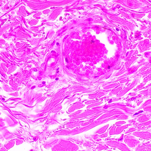 fotografía Microscopio biológico MAGUS Bio 290T,  24