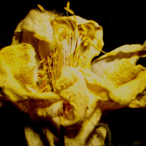 fotografía Estereomicroscopio MAGUS Stereo 9T,  23