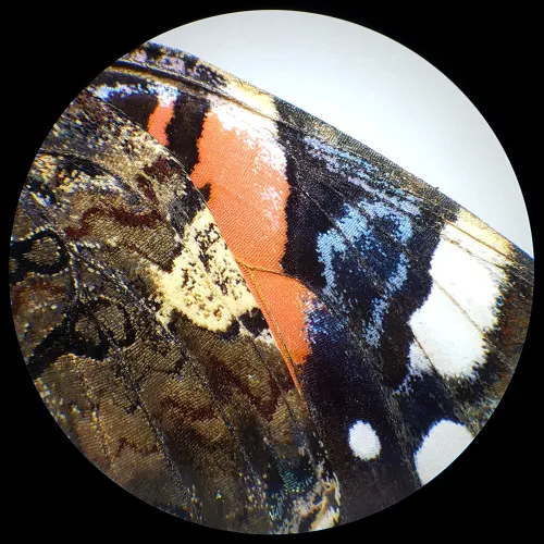 gráfico Microscopio estéreo de Luz transmitida e incidente Bresser Analyth STR 10x - 40x,  6