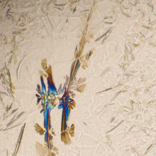 fotografía Microscopio biológico MAGUS Bio 290T,  25