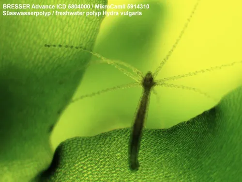 imagen Microscopio Bresser Advance ICD 10–160x,  5