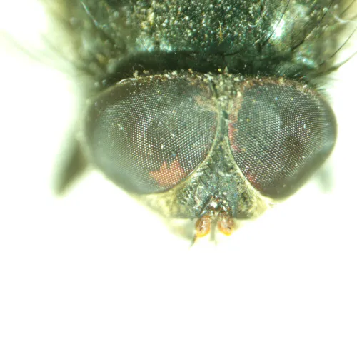 gráfico Estereomicroscopio MAGUS Stereo A8,  14