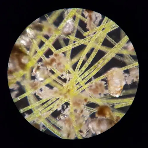 gráfico Microscopio de Expedición Bresser Science XPD-101,  5