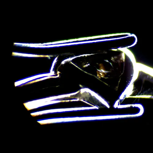 gráfico Estereomicroscopio digital MAGUS Stereo D7T LCD PLUS,  6