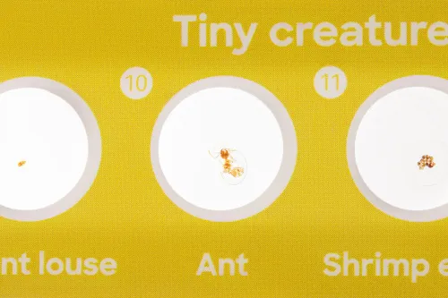 imagen Set de 12 preparaciones Levenhuk Discovery Fauna,  6