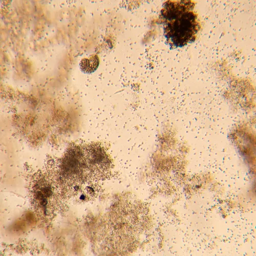 gráfico Microscopio biológico invertido digital MAGUS Bio VD350,  26