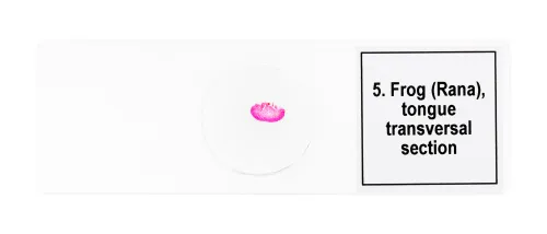 imagen Set de preparaciones para microscopio Levenhuk Discovery Prof DPS 5. «Anfibios»,  8