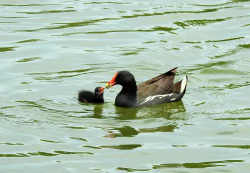 foto Fototelescopio Levenhuk Kelvin MAK127 AZ GOTO Wi-Fi,  14