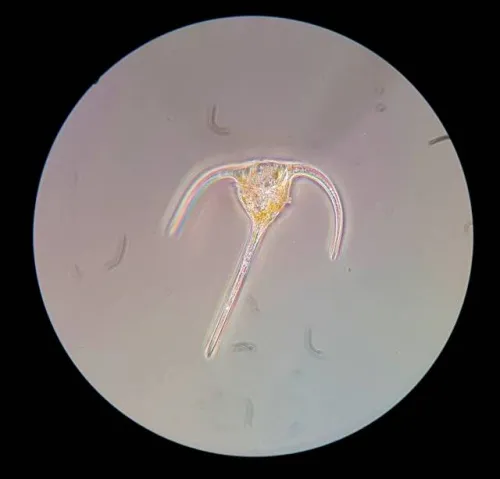 gráfico Microscopio de Expedición Bresser Science XPD-101,  3