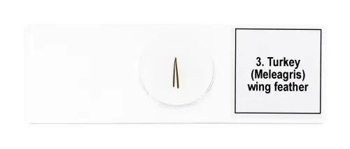 foto Set de preparaciones para microscopio Levenhuk Discovery Prof DPS 5. «Aves»,  7