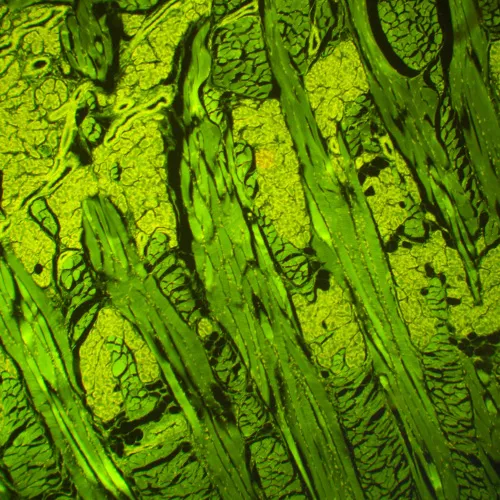 imagen Microscopio de fluorescencia MAGUS Lum 460L,  21
