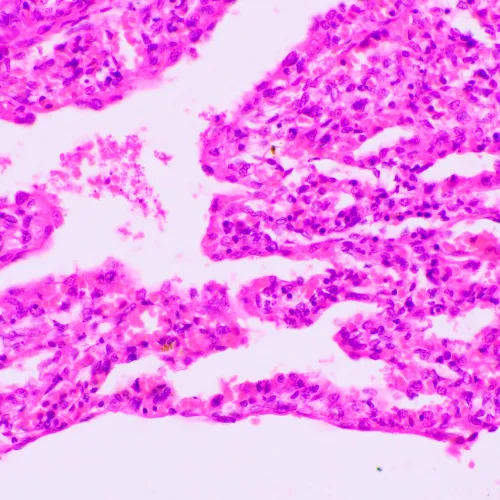 fotografía Microscopio biológico MAGUS Bio 270T,  23