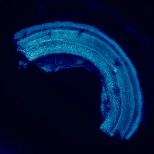imagen Microscopio de fluorescencia MAGUS Lum 460L,  23