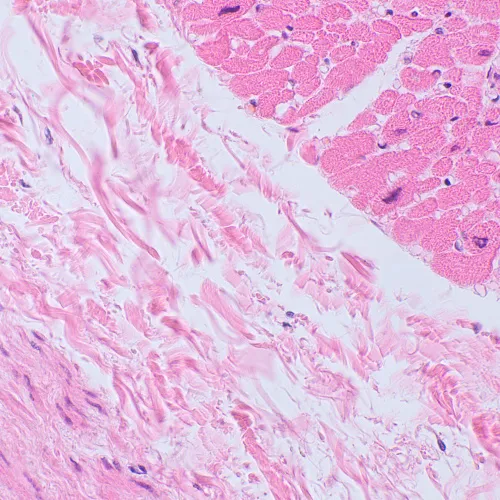 imagen Microscopio biológico digital MAGUS Bio D250TL LCD,  30