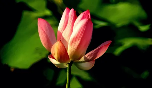 foto Fototelescopio Levenhuk Kelvin MAK127 AZ GOTO Wi-Fi,  15