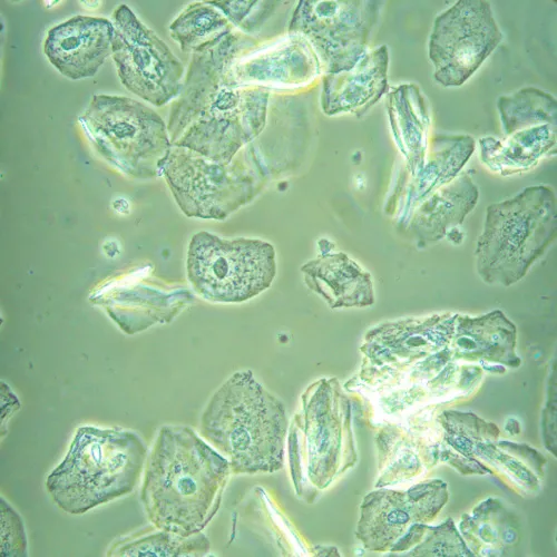 imagen Microscopio biológico invertido digital MAGUS Bio VD360,  26