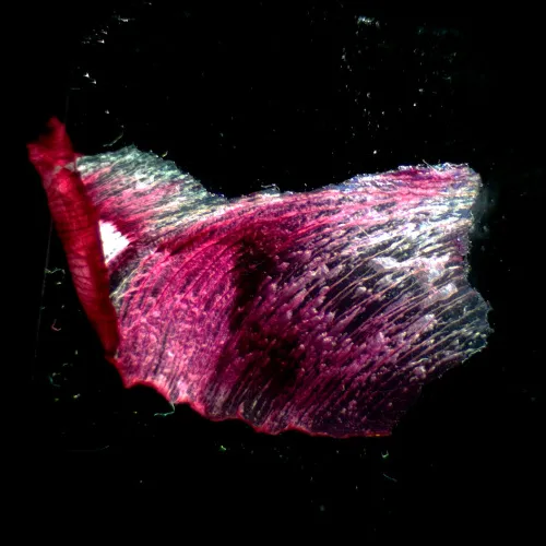 gráfico Estereomicroscopio MAGUS Stereo A18T,  3