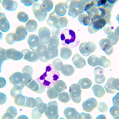 gráfico Microscopio biológico digital MAGUS Bio D230TL,  24
