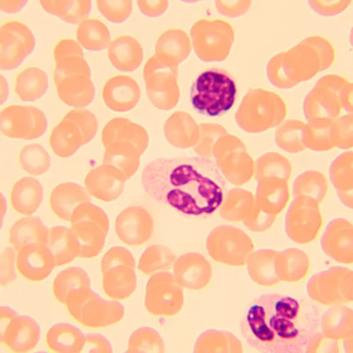 imagen Microscopio biológico MAGUS Bio 250T,  23