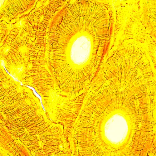 imagen Microscopio biológico MAGUS Bio 250T,  24