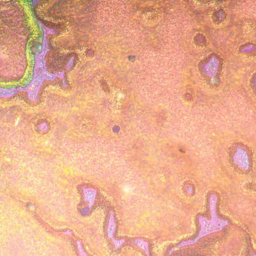 gráfico Microscopio metalúrgico invertido MAGUS Metal V790 DIC,  22