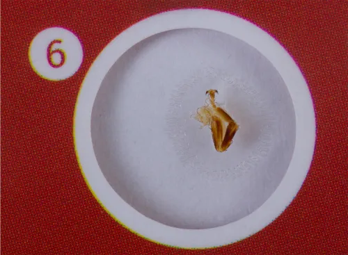 imagen Set de preparaciones Levenhuk LabZZ C12: criaturas,  5