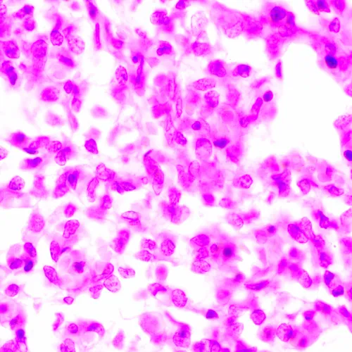 fotografía Microscopio biológico MAGUS Bio 270T,  24