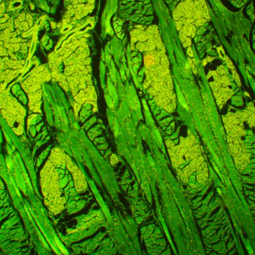 gráfico Microscopio digital de fluorescencia MAGUS Lum D450L,  26