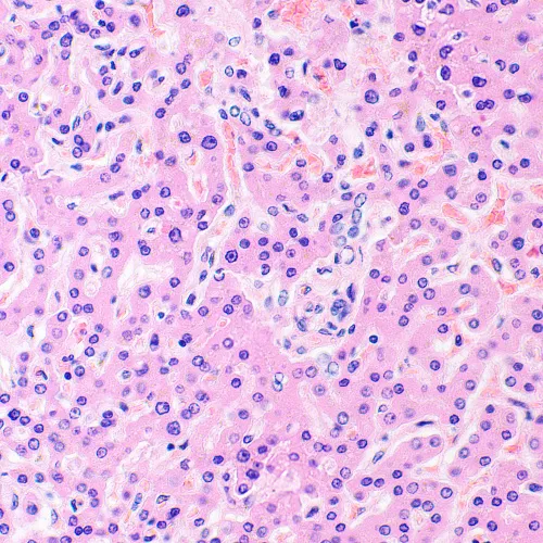 fotografía Microscopio biológico MAGUS Bio 290T,  28