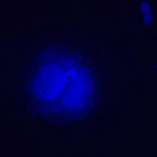 imagen Microscopio invertido de fluorescencia MAGUS Lum V500L,  19