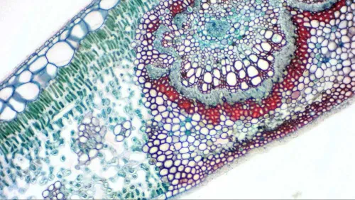 gráfico Cámara ocular digital Bresser MikrOkular Full HD,  8