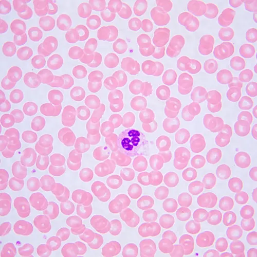 foto Microscopio biológico MAGUS Bio 240T,  24