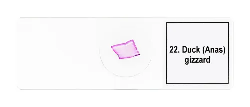 gráfico Set de preparaciones para microscopio Levenhuk Discovery Prof DPS 25. «Biología, Aves, etc.»,  11