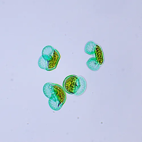 imagen Microscopio biológico MAGUS Bio 250BL,  21