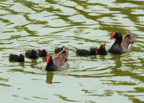 foto Fototelescopio Levenhuk Kelvin MAK60 mini AZ,  15