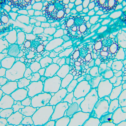 fotografía Microscopio biológico MAGUS Bio 260T,  20