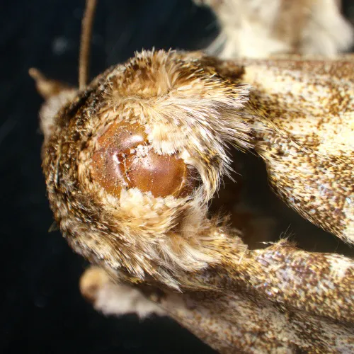 gráfico Estereomicroscopio MAGUS Stereo A18T,  6