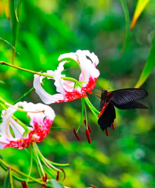 foto Fototelescopio Levenhuk Kelvin MAK60 mini AZ,  16