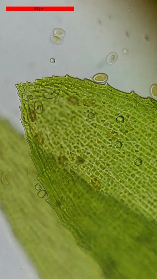 imagen Microscopio Bresser Erudit Basic 40–400x,  18