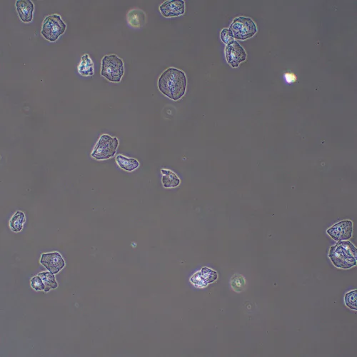 foto Dispositivo de contraste de fases MAGUS PH2,  13