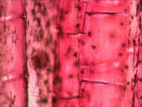 gráfico Set de preparaciones Levenhuk N10 NG,  9