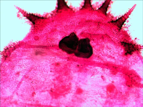 gráfico Set de preparaciones Levenhuk N20 NG,  12